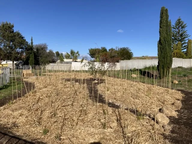 Miyawaki forests mature up to 10 times faster than traditional planting methods. The Poseidon Primary School Miyawaki forest was planted in August 2022.